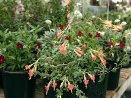 Image result for Epilobium salignum