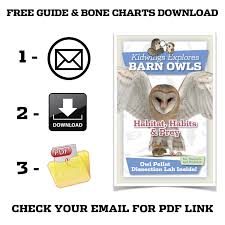 barn owl pellet dissection kit for kids includes pick and bone chart economy nw usa