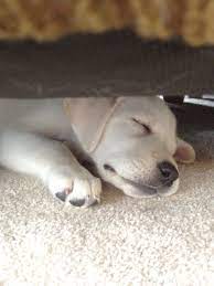 Sleepy Puppy Our 10wk White Lab Piper Puppy S Honden