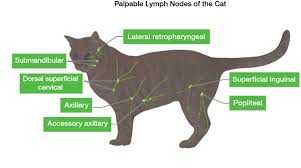 The incidence of cancer in cats is said to be nearly half that of their canine compatriots. What You Need To Know About Your Cat S Lymph Nodes Catster