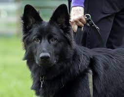 The breed is easy to maintain, usually requiring just a quick brushing every few days or so to help remove loose hairs, but they do shed more profusely once. My Beautiful Dog Long Hair Black German Shepherd Black German Shepherd Black German Shepherd Dog Long Haired German Shepherd