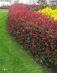 Hedges suitable for use as the huge variety of hedges for screening and privacy available to interrupt unsightly views, break up a space. Best Screening Plants 20 Plants To Protect Your Privacy Outdoors