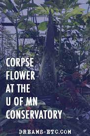 Corpse Flower At The University Of Minnesota Almost In Bloom Travel Obsession Travel Usa University Of Minnesota