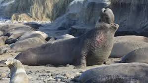 Elephant seals 'recognise vocal rhythm'