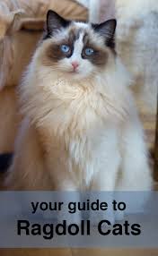 I suspect she sees herself as a seasoned outdoor cat lmao. Ragdoll Cats A Complete Guide To The Ragdoll Cat Breed