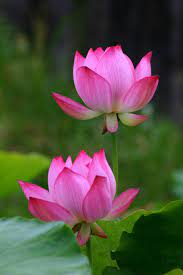 Over 77,544 lotus flower pictures to choose from, with no signup needed. Lotus Taken On Jun 1 Lotus Flower Pictures Lotus Flower Wallpaper Flower Pictures