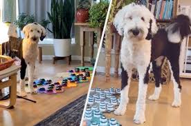 Many dog owners are content to communicate with their pets solely on this preverbal level. Meet Bunny The Talking Dog From Tiktok