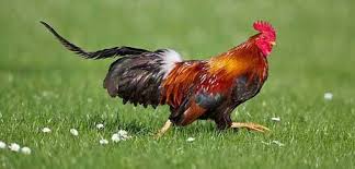National Animal Of France Einfon National Animal Of France National Animal Animals