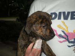 Lab puppies for adoption in tn. Romeo The Brindle Lab Puppy S Web Page