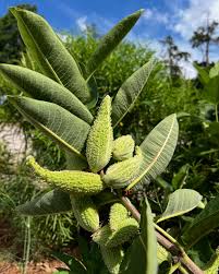 Image result for Asclepias palustris
