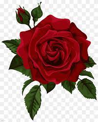 If you like, you can download pictures in icon format or directly in. Hybrid Tea Rose Png Images Pngwing