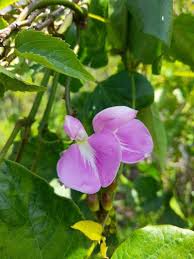 Image result for Canavalia africana