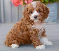 My dog breeders is one of the largest puppy and dog breeder websites! Cavapoo Puppies By Design Online Cavapoo Puppies Puppies Cavapoo