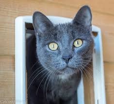 Don't miss what's happening in your neighborhood. Catcuddles Cat Sanctuary London