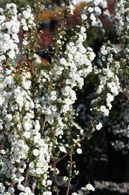 Image result for Spiraea prunifolia