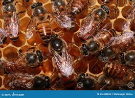 Ape regina nell'alveare immagine stock. Immagine di macro