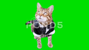 4k Bengal Cat In Tuxedo Suit On Green Screen Isolated With Chroma Key Stock Footage Ad Suit Green Tuxedo Bengal In 2020 Bengal Cat Cats Green Tuxedo