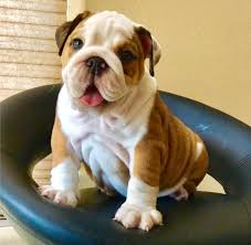 If you're looking for a puppy to go on long runs with, the olde english bulldogge is not for you. Olde English Bulldog Puppies For Sale Near Me Online