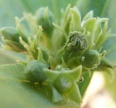 Image result for Strychnos cocculoides