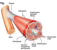 Found in the body 4. Anatomy Physiology Mind Map