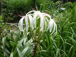 Image result for Crinum crassicaule