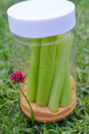 The Ultimate Travel Snack Peanut Butter And Celery Sticks Daily Dose Of Fresh