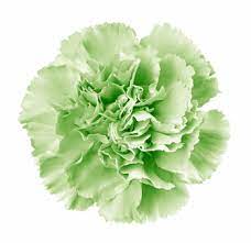 When you need to find casket sprays near me, ordering online is the closest option. Green Carnation Flower Carnation Wedding Flowers Flowers Near Me