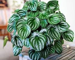 Here, i'll show you the exact steps i took to propagate mine and answer a few of the questions i've gotten along the way. Care Tips For The Watermelon Peperomia Dengarden