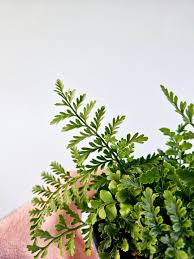 Image result for Asplenium gemmiferum