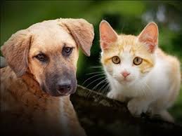 Amarillo Animal Management & Welfare offering free pet microchips  throughout October