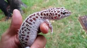 We did not find results for: Super Giant Mack Snow Leopard Gecko Youtube