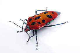 Plants commonly attacked by the harlequin bug include such crucifers as cabbage, cauliflower, collards, mustard, brussels sprouts, turnip, kohlrabi and radish. Mallotus Harlequin Bug Project Noah