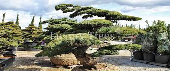 Check out more care tips and get started shopping for just the right bonsai tree for someone special, or for yourself! Gartenbonsai Luxurytrees Osterreich
