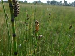 Image result for Equisetum ramosissimum