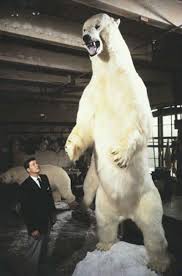 Kodiak Bear V Polar Bear Page 3 Carnivora