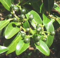 Image result for Psydrax fragrantissima