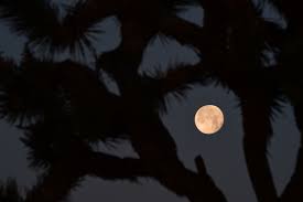 Image result for horror-poems