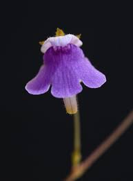 Image result for Genlisea hispidula