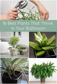 16 Best Plants That Thrive In Your Bathroom Shower Plant Plants Bathroom Plants