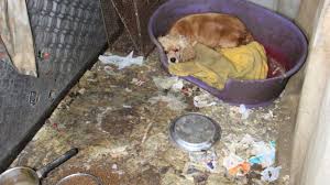 Dogs from puppy mills are often sick and unsocialized. Why Adopt And Not Shop Mission Pawsible