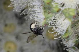 Image result for Lipotriche