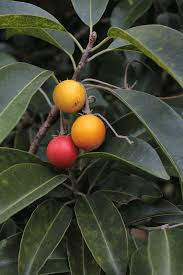 Image result for Mimusops elengi