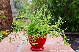 Rose pot pourri zar29.99 null; 7 Popular Hanging Succulents To Love Joy Us Garden