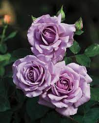 Flowers for my love song. Love Song Rosa Floribunda Love Song From Regan Nursery In 2020 Purple Flowers Pretty Flowers Beautiful Flowers