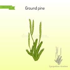 Image result for Lycopodium