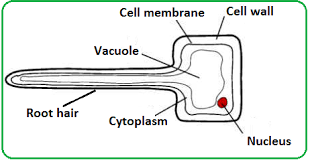 We did not find results for: Passage Of Water Through Root Stem And Leaf Biology Notes For Igcse 2014