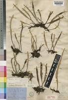 Image result for Pyrrosia schimperiana