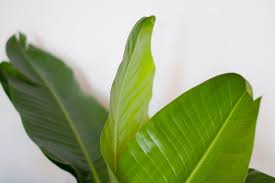 Bird Of Paradise Plant For Sale Home Depot How To Care For And Grow Your Bird Of Paradise Birds Of Paradise Plant Plants Plant Care