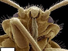 الحشرات كما لم تشاهدونها من قبل صور مدهشة لحشرات م كبرة مليون مرة صـــور Scanning Electron Microscope Insect Photos Pictures Of Insects