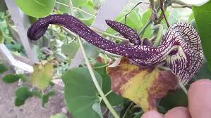 Image result for Aristolochia ringens